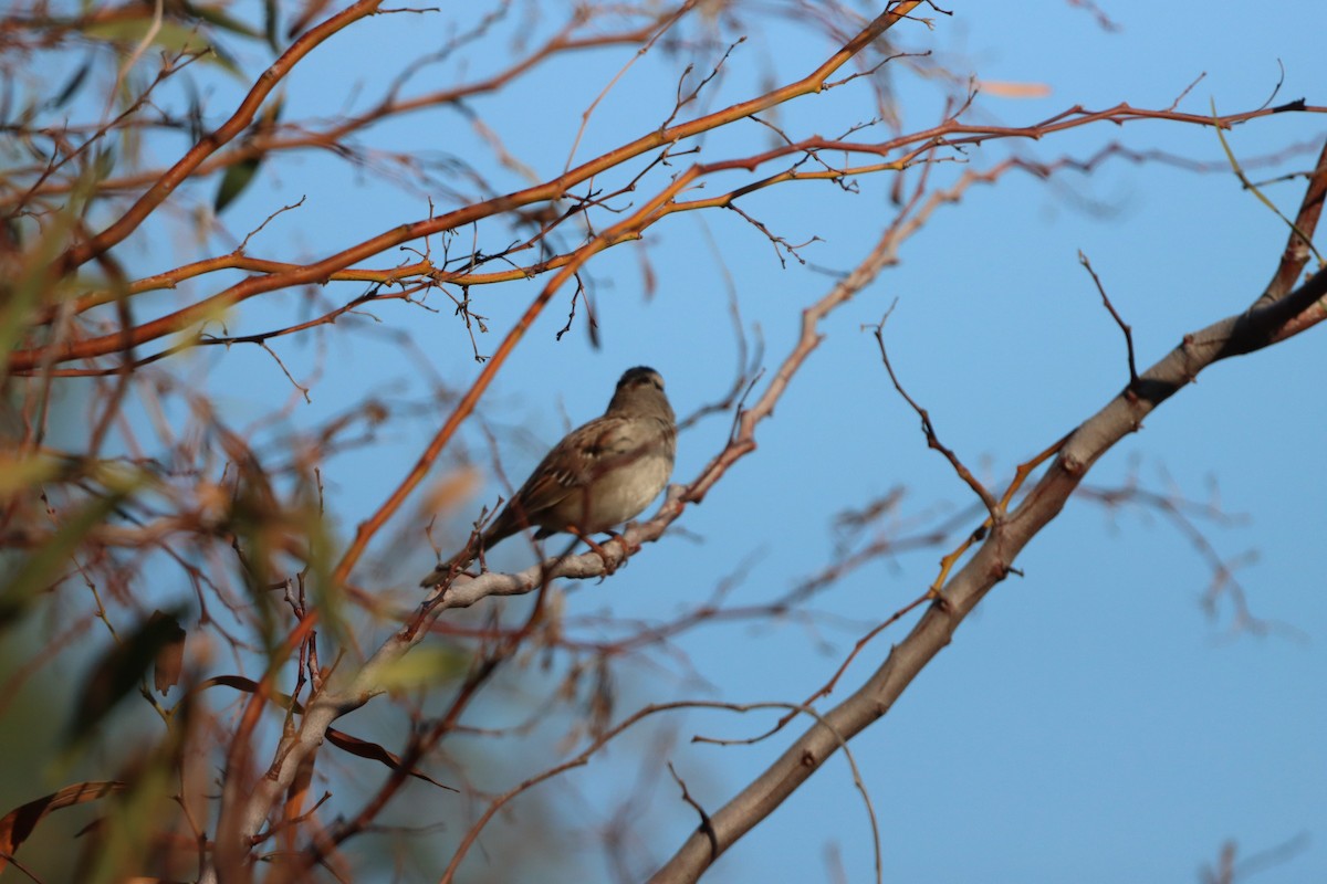 White-crowned Sparrow - ML647813661