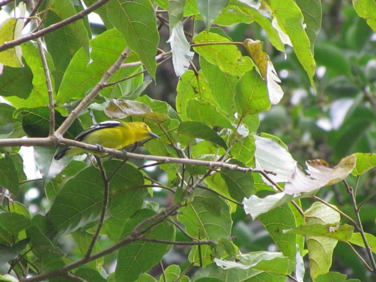 Common Iora - ML647813662