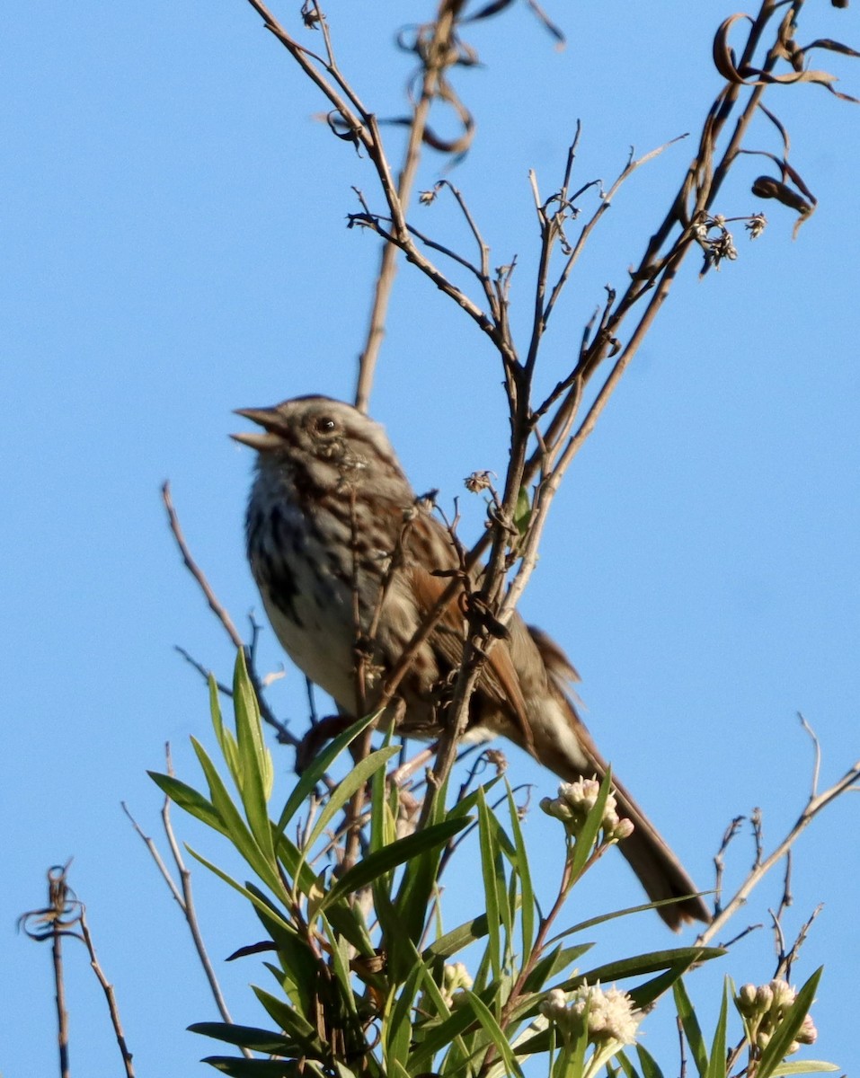 Song Sparrow - ML647813664