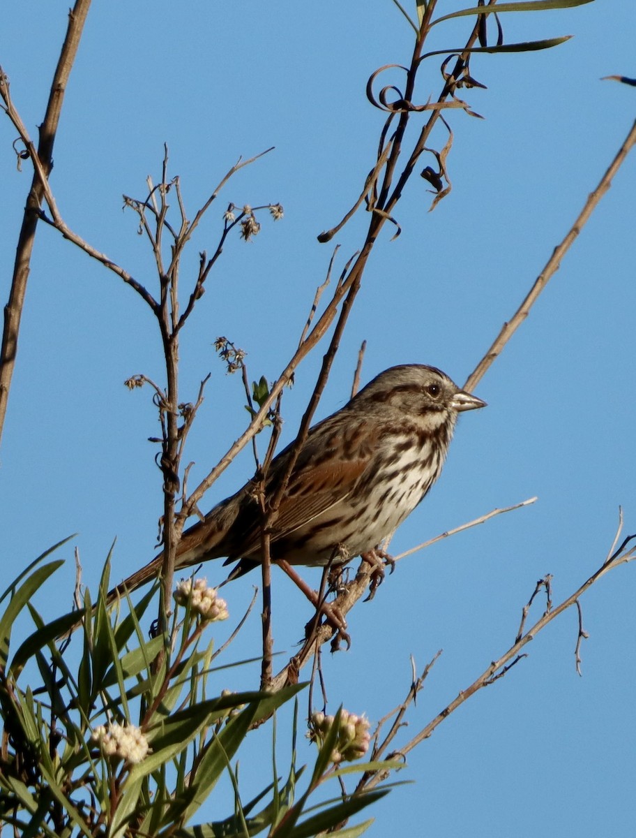 Song Sparrow - ML647813665