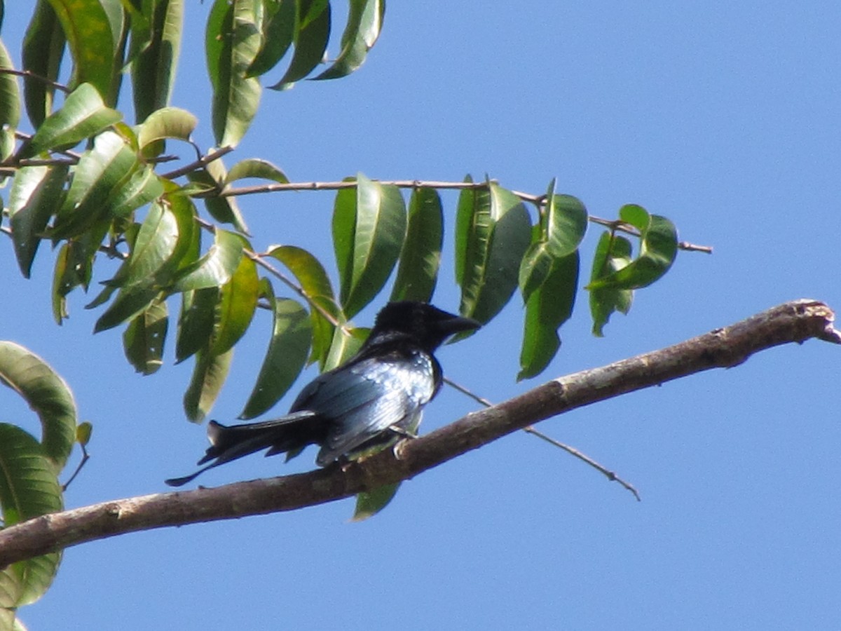 Palawan Drongo - ML647813667
