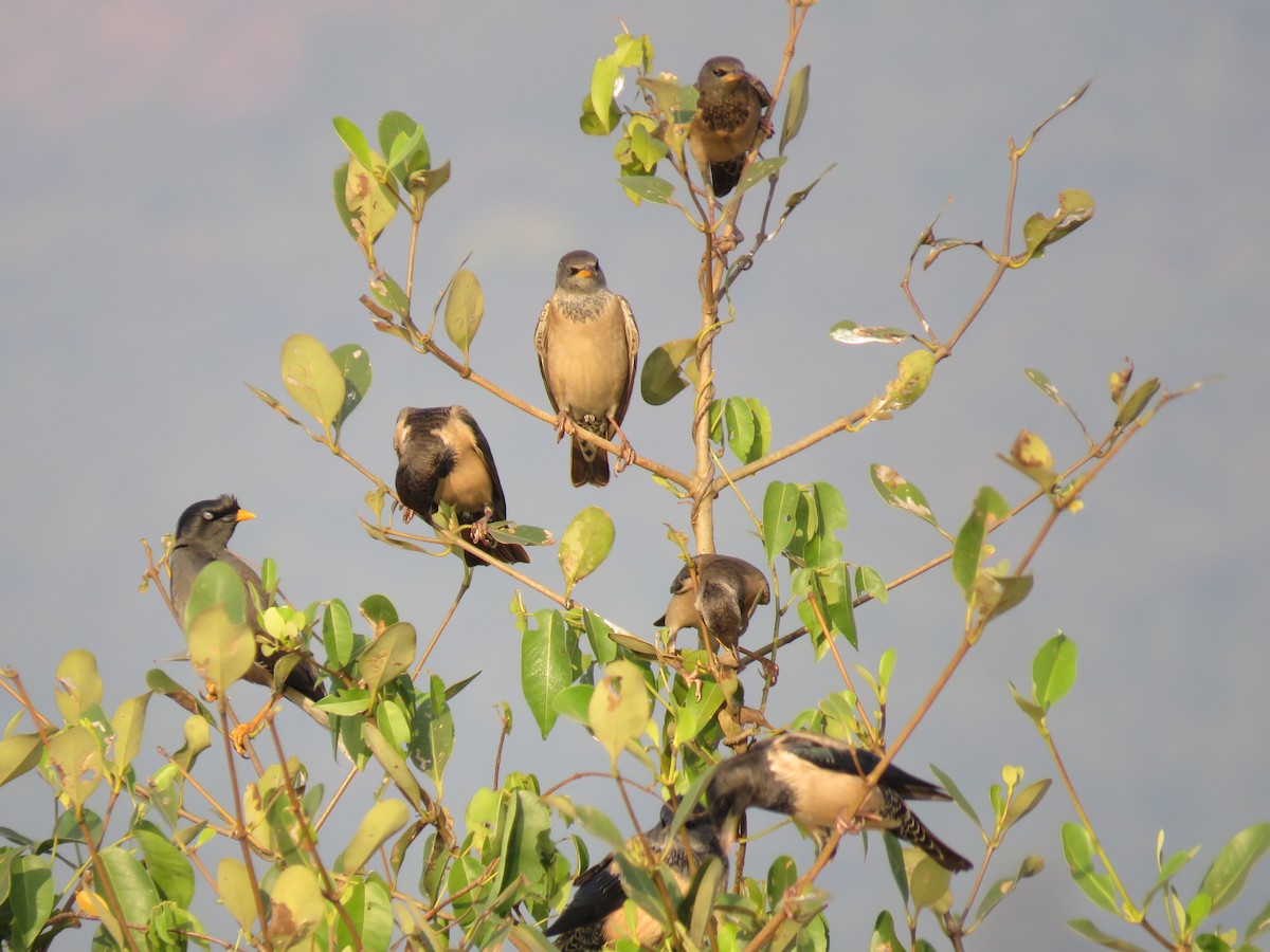 Jungle Myna - ML647813668