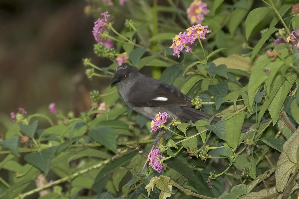 Long-tailed Sibia - ML647813669