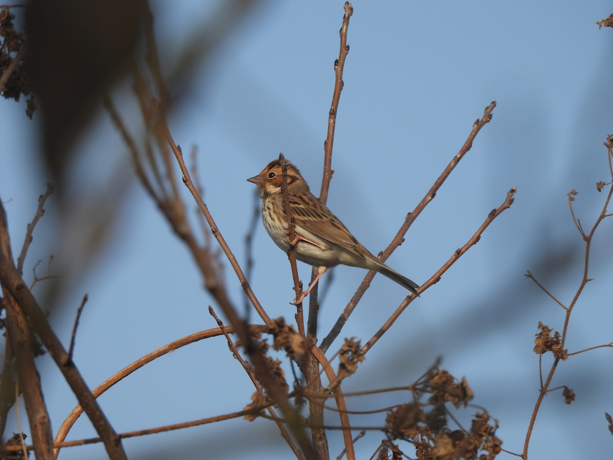 Little Bunting - ML647813670
