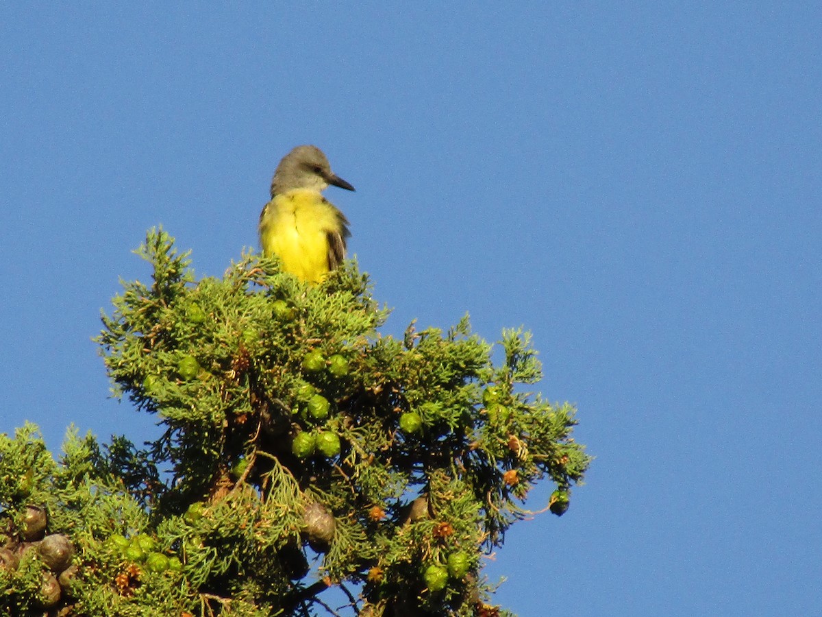 Tropical Kingbird - ML647813671