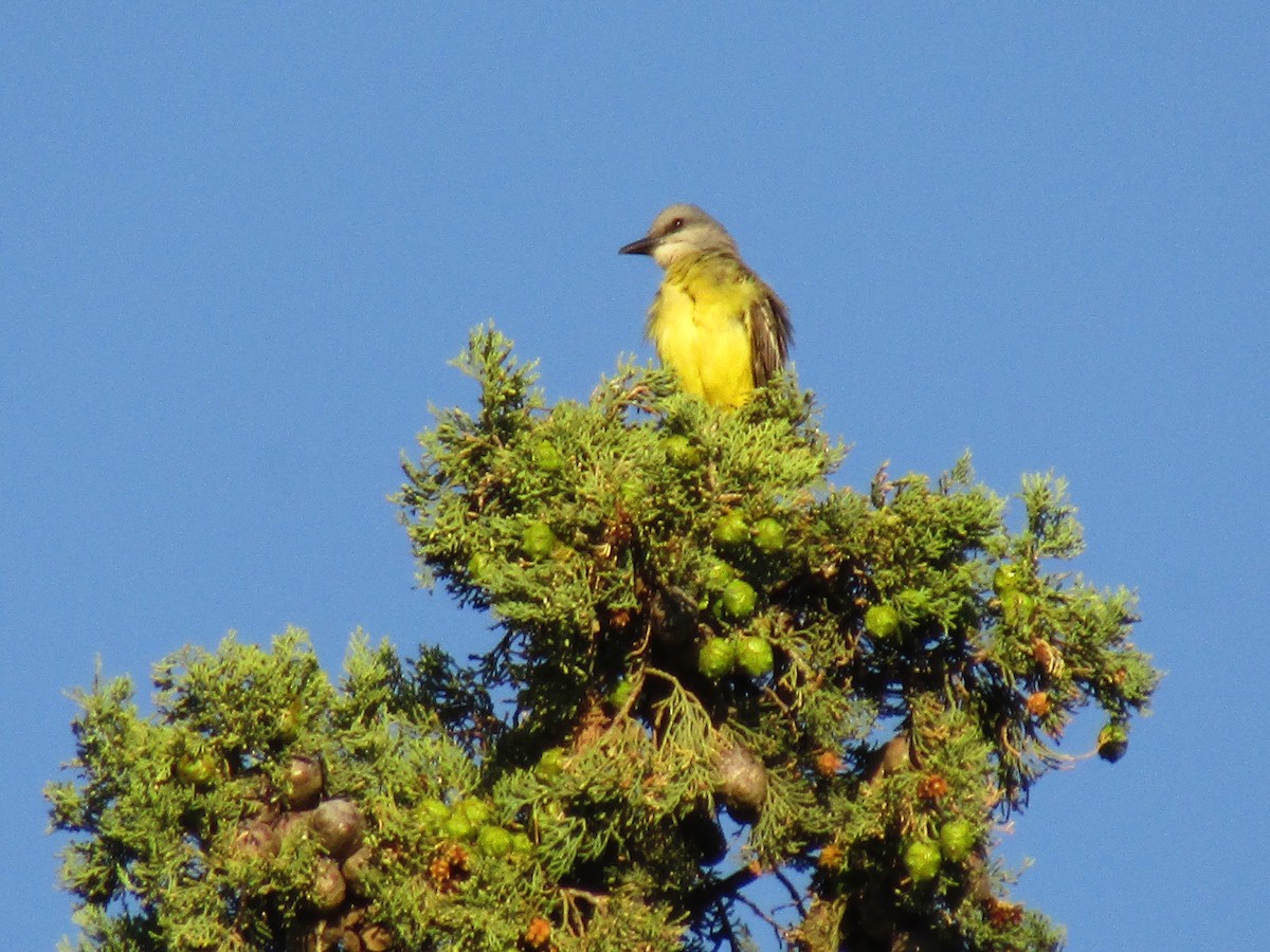 Tropical Kingbird - ML647813672