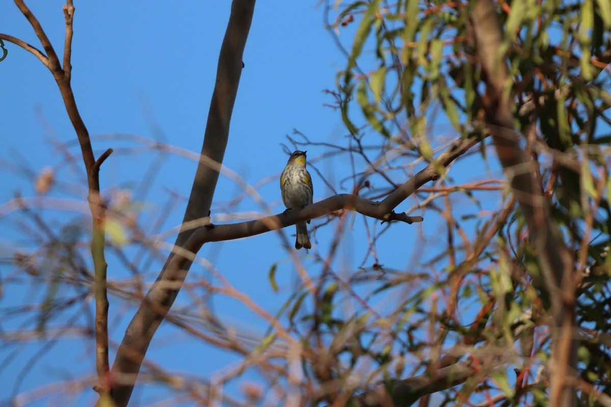 Yellow-rumped Warbler - ML647813673