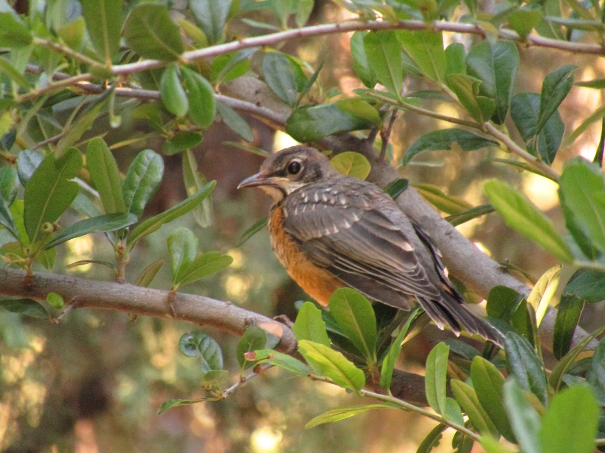 American Robin - ML647813674