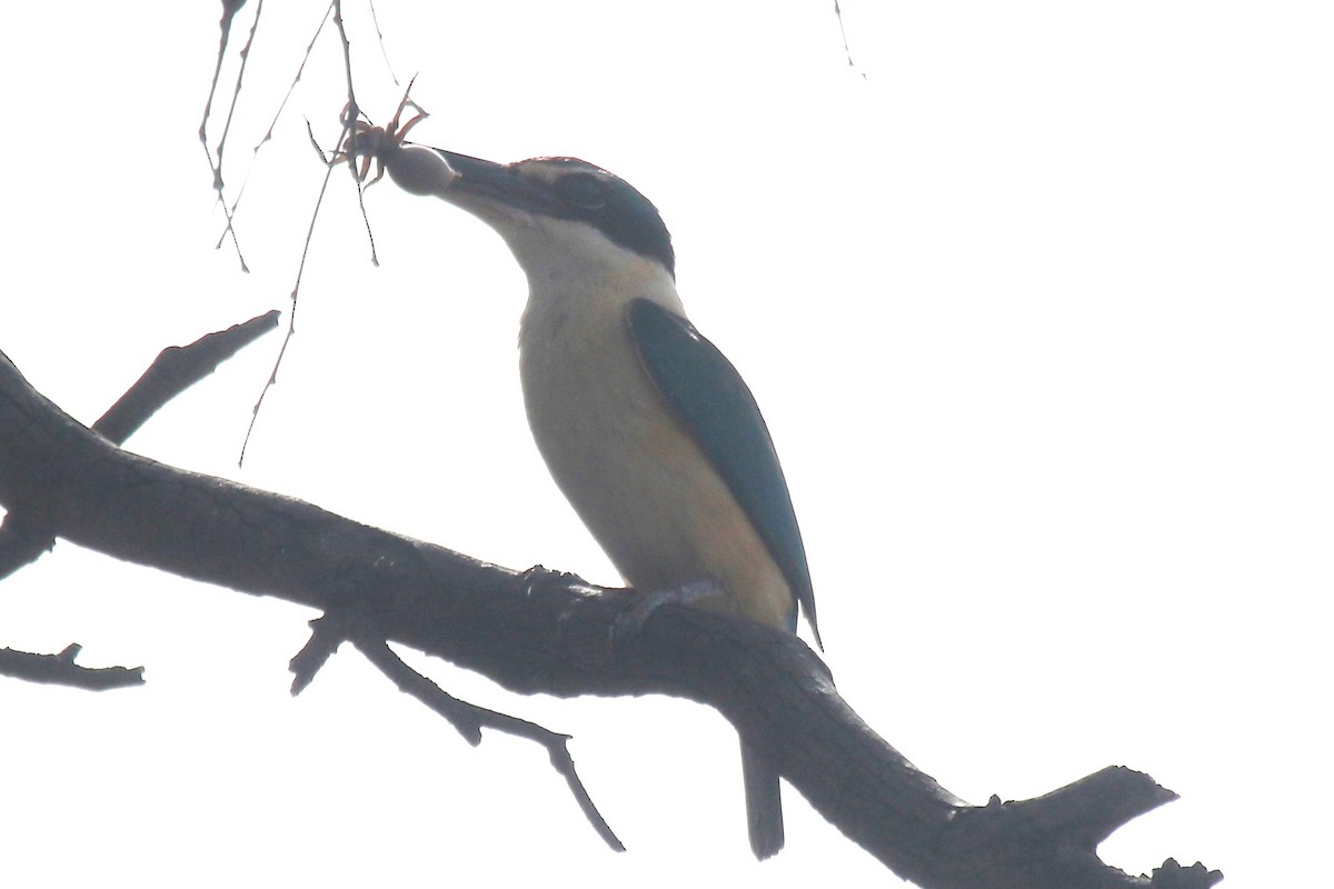 Sacred Kingfisher - ML647813675