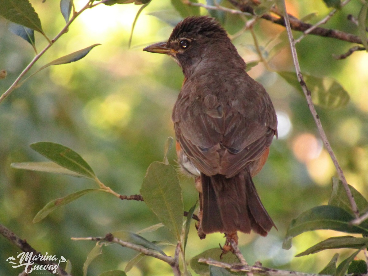 American Robin - ML647813676