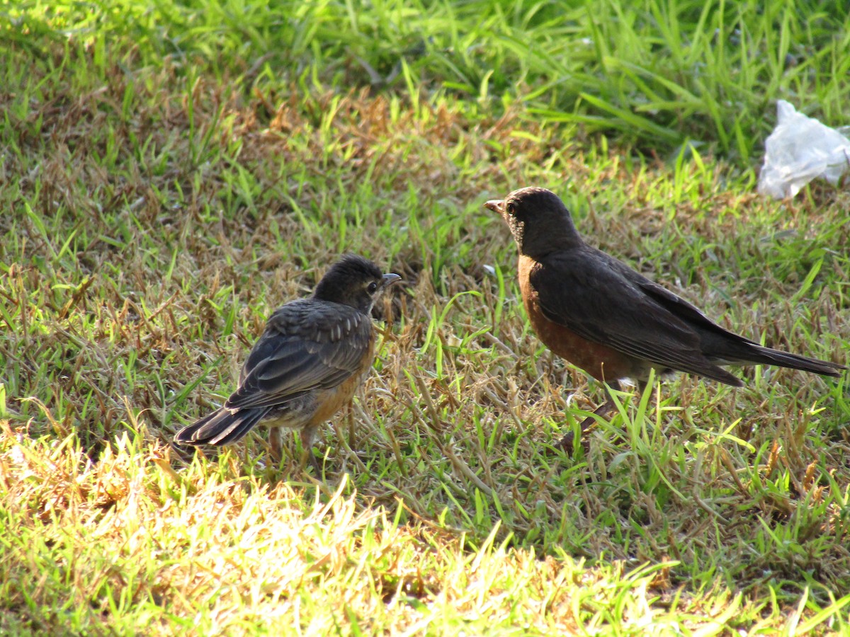 American Robin - ML647813677