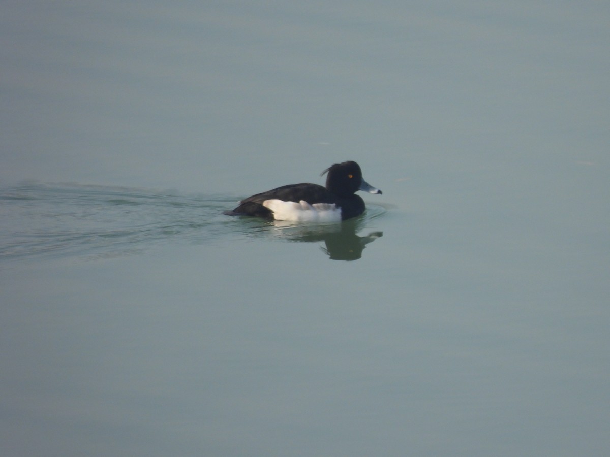 Tufted Duck - ML647813678