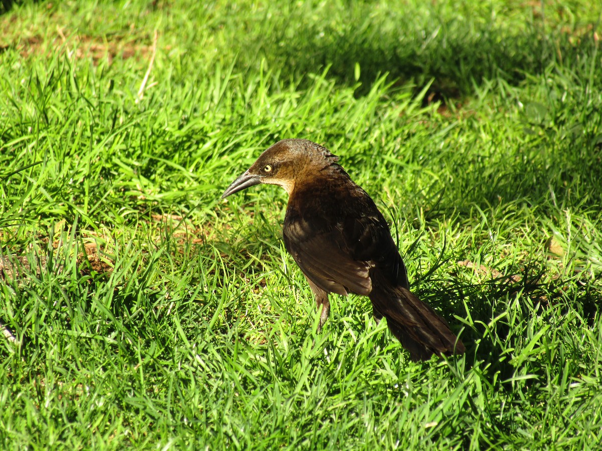 Great-tailed Grackle - ML647813679