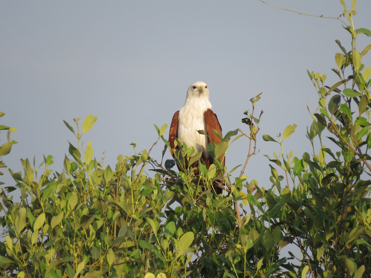 Brahminy Kite - ML647813680