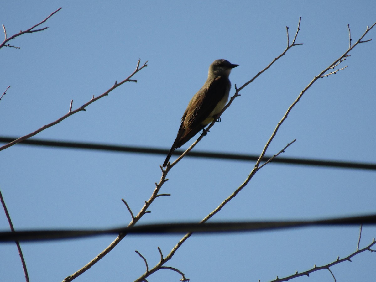 Western Kingbird - ML647813682