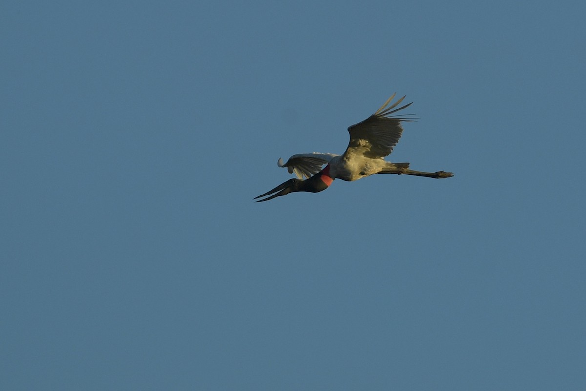 Jabiru - ML647813683