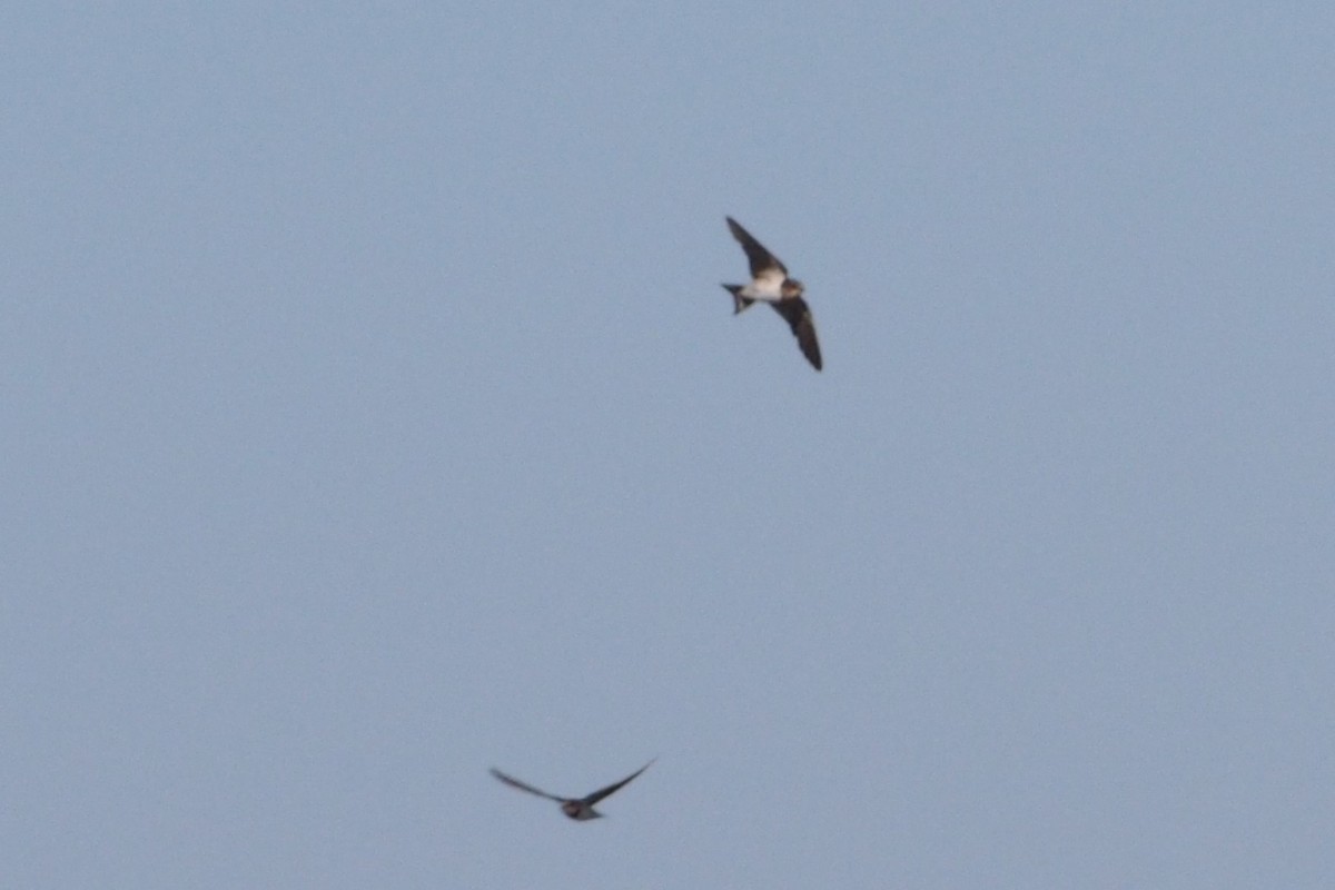 Береговушка - ML647813698