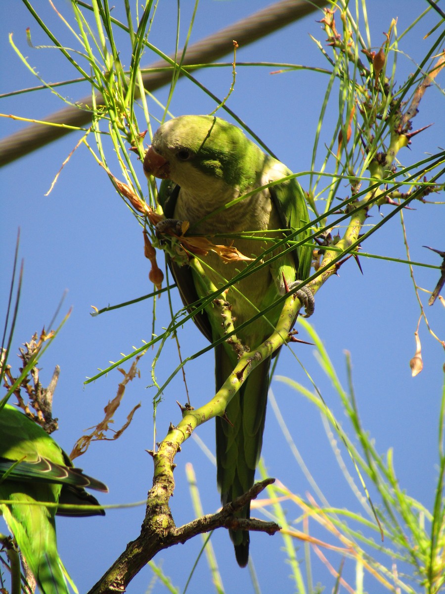 Калита сіроволий - ML647813705