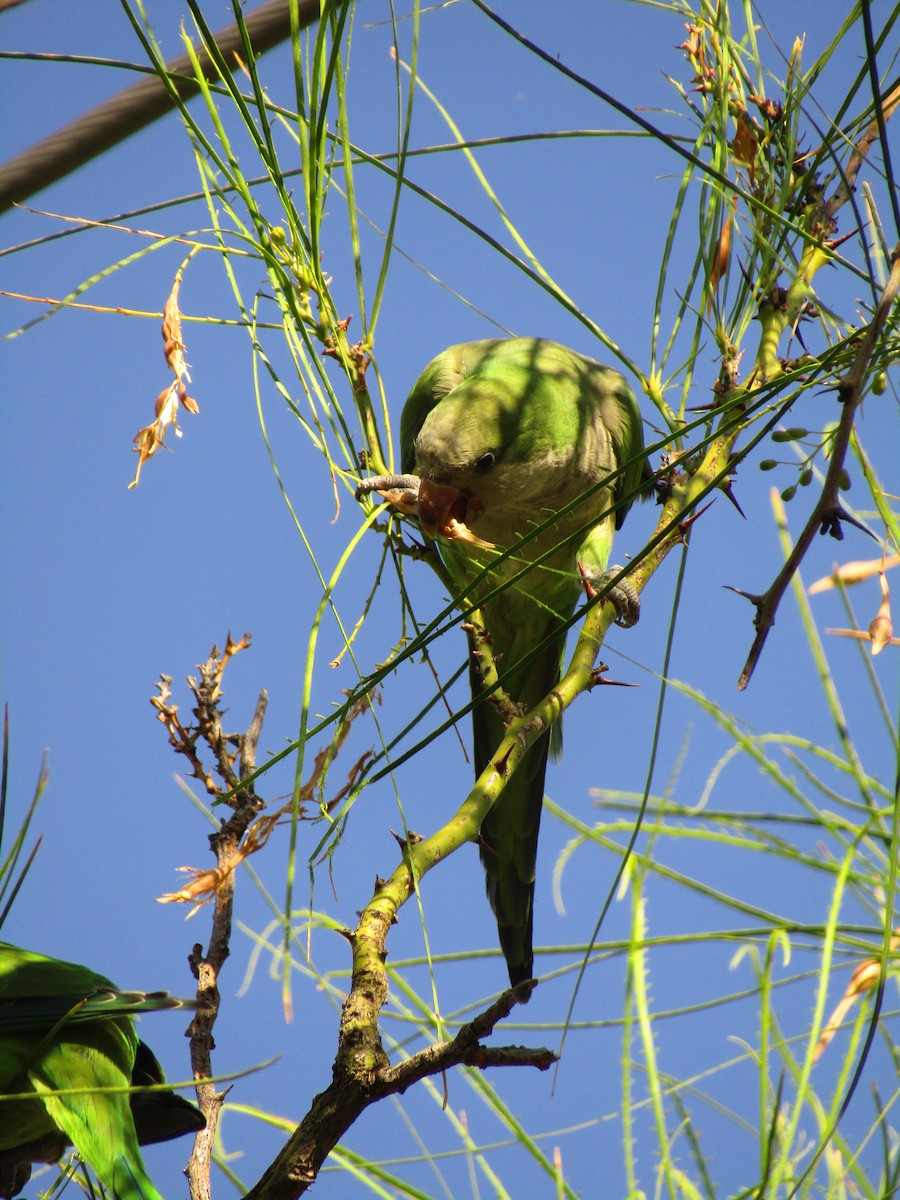 Калита сіроволий - ML647813706