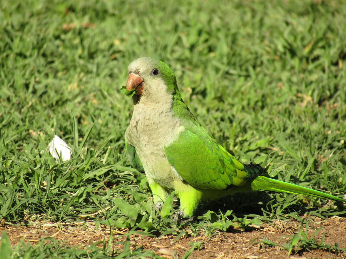 Калита сіроволий - ML647813708