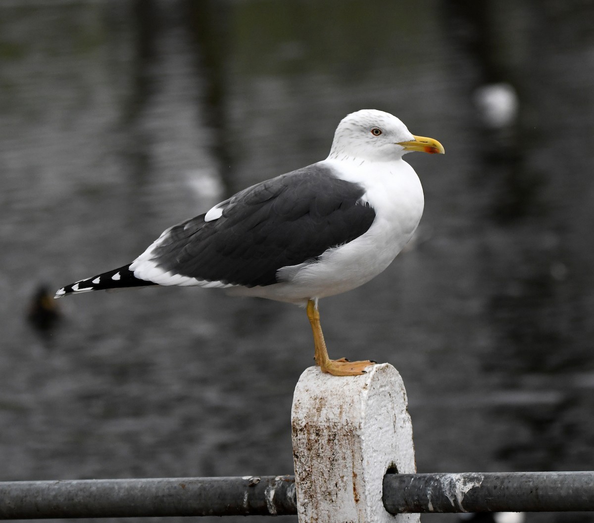Lesser Black-backed Gull - ML647813726
