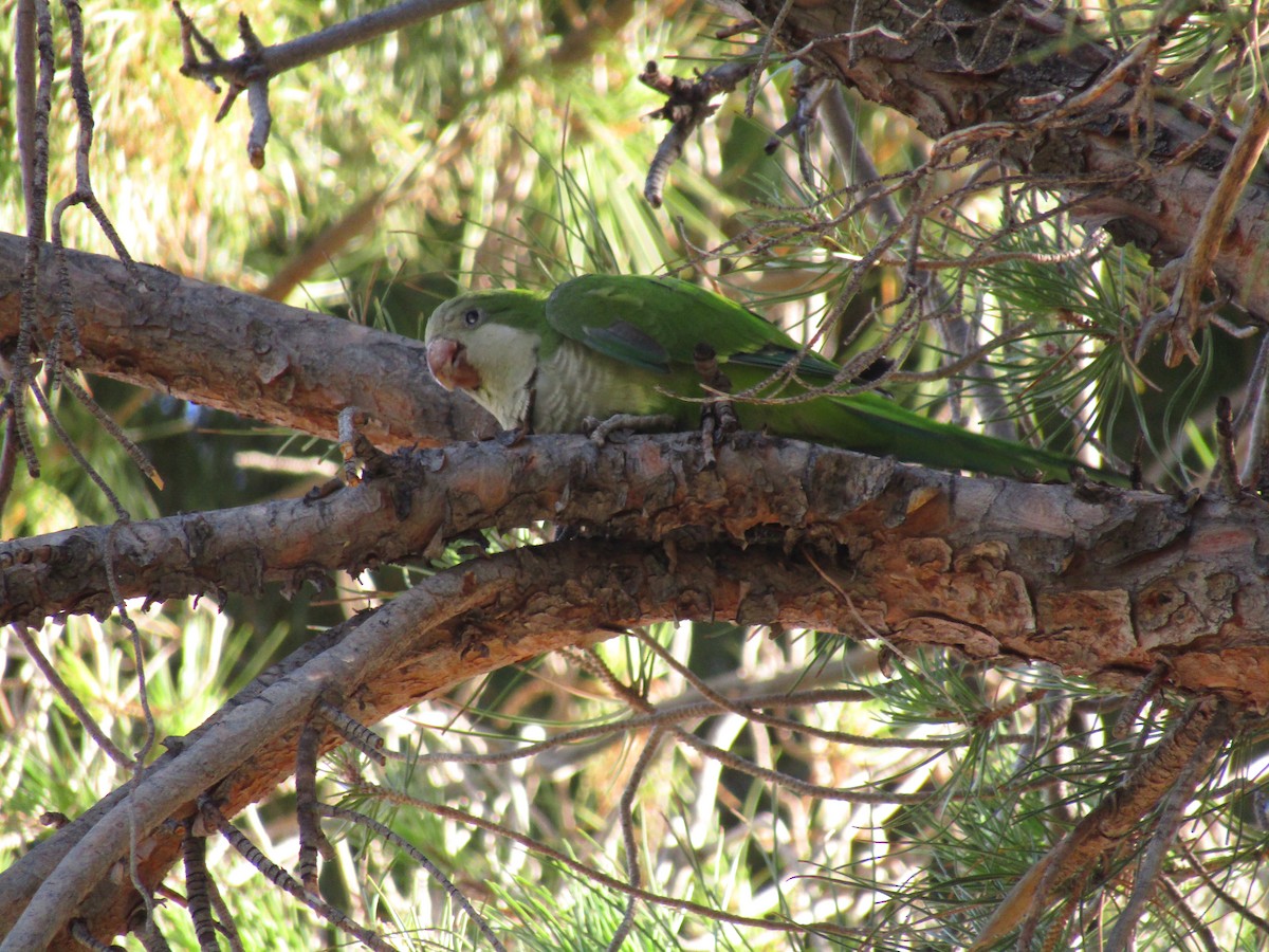 Калита сіроволий - ML647813735