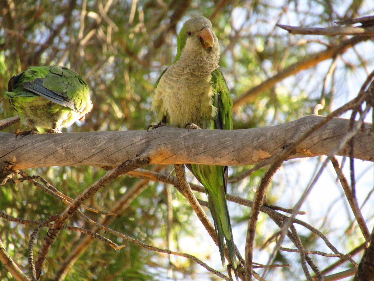 Калита сіроволий - ML647813740