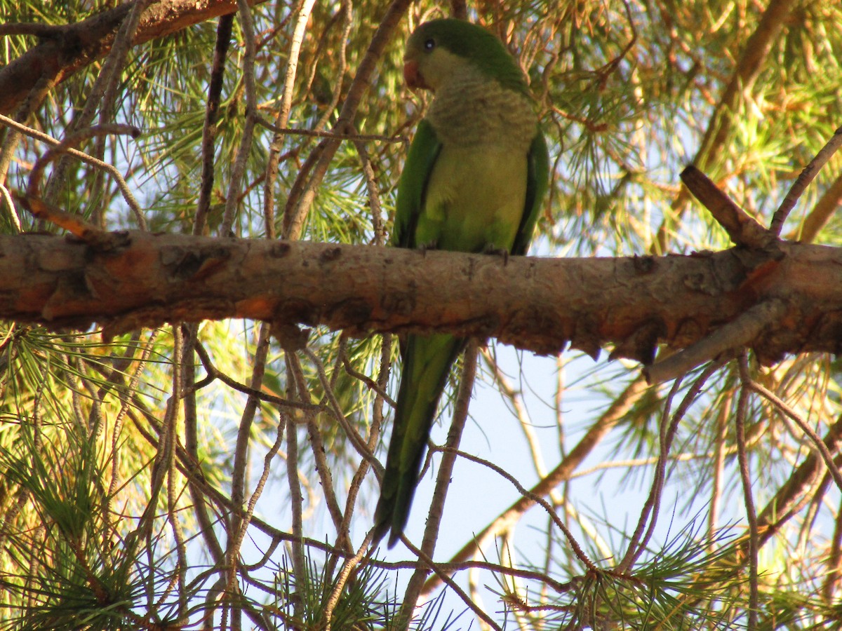 Калита сіроволий - ML647813741