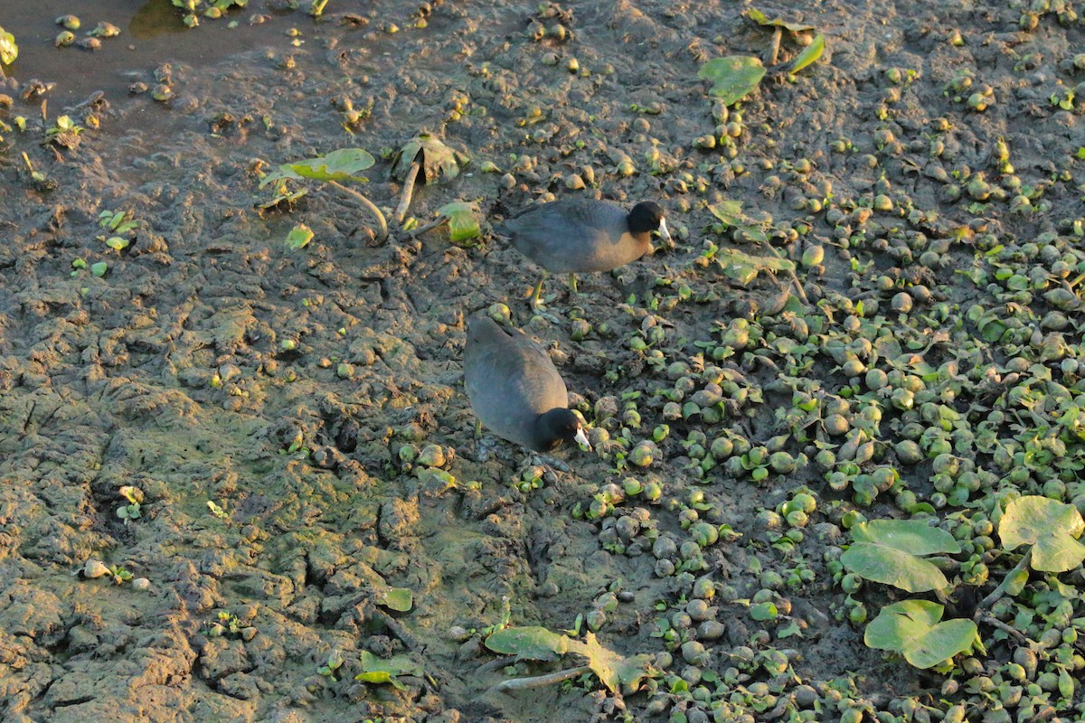 אגמית אמריקנית - ML647813763