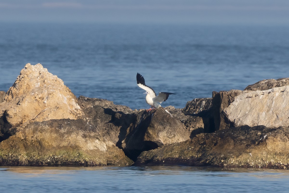 Red-footed Booby - ML647813764