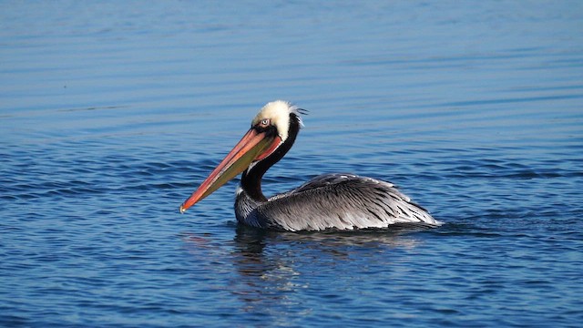 Brown Pelican - ML647813769