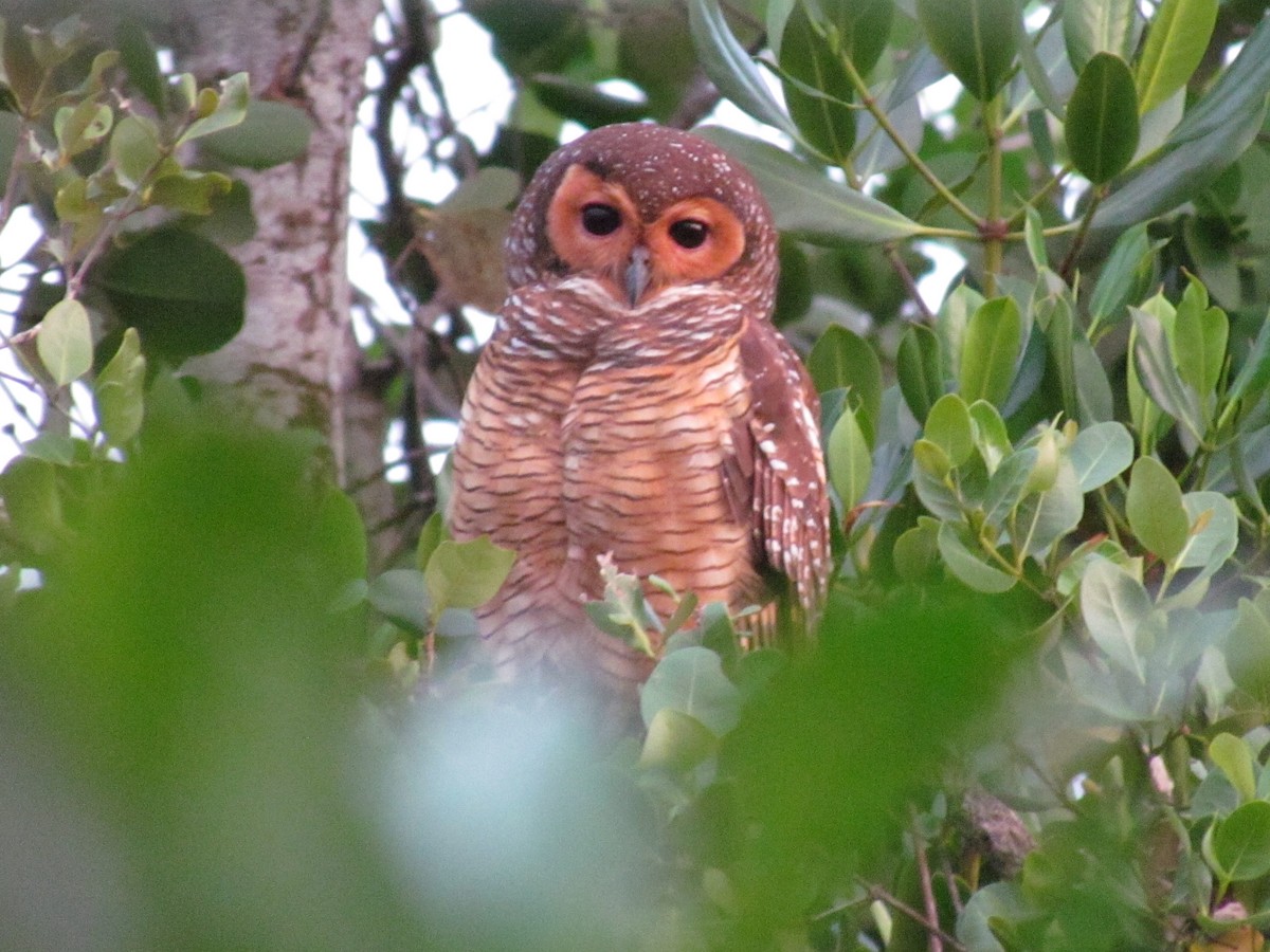 Spotted Wood-Owl - ML647813770