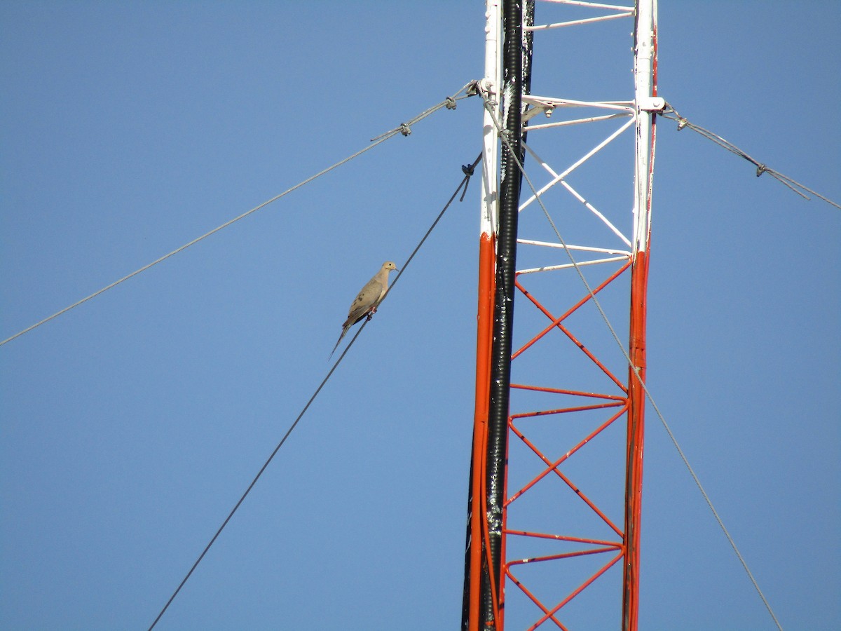 Zenaida Huilota - ML647813779