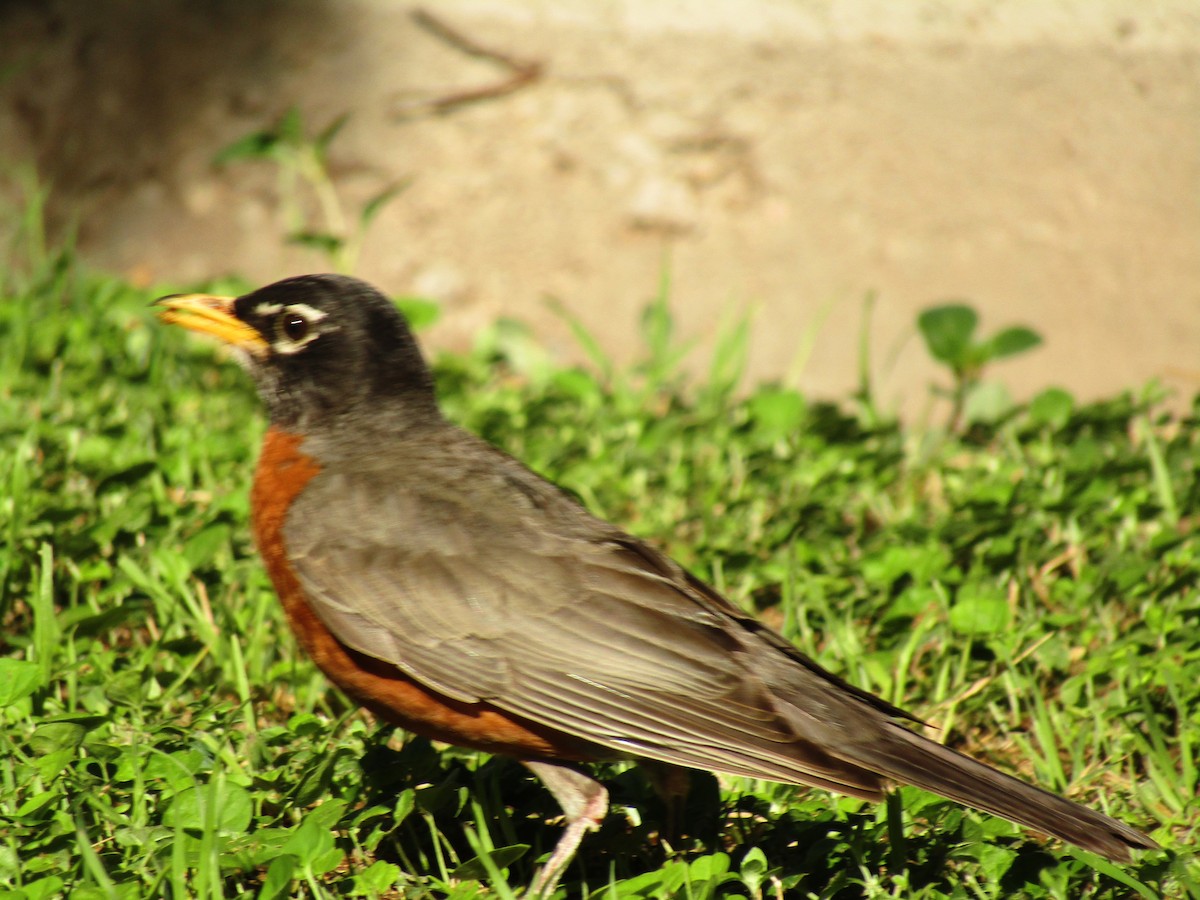 American Robin - ML647813789