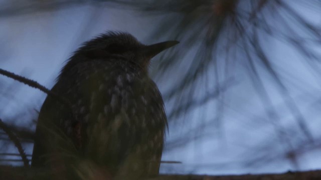 Brown-eared Bulbul - ML647813817