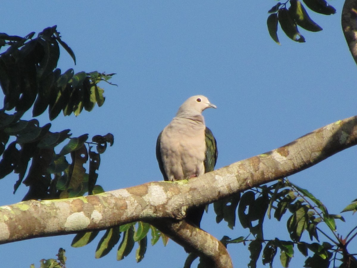 Green Imperial-Pigeon - ML647813819