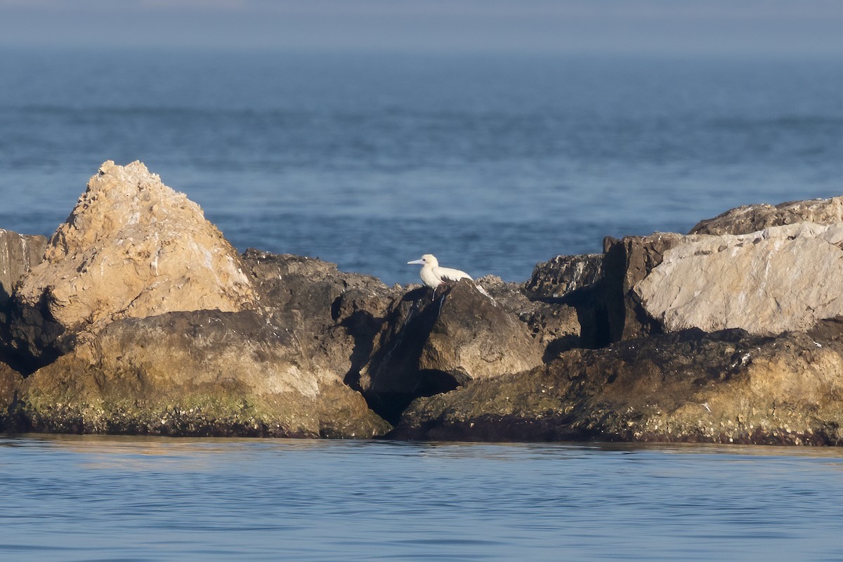Red-footed Booby - ML647813877