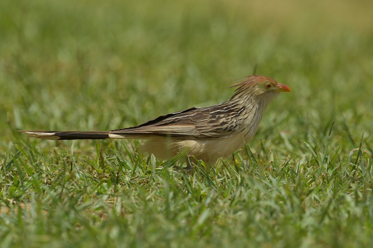 Гуира - ML647813902