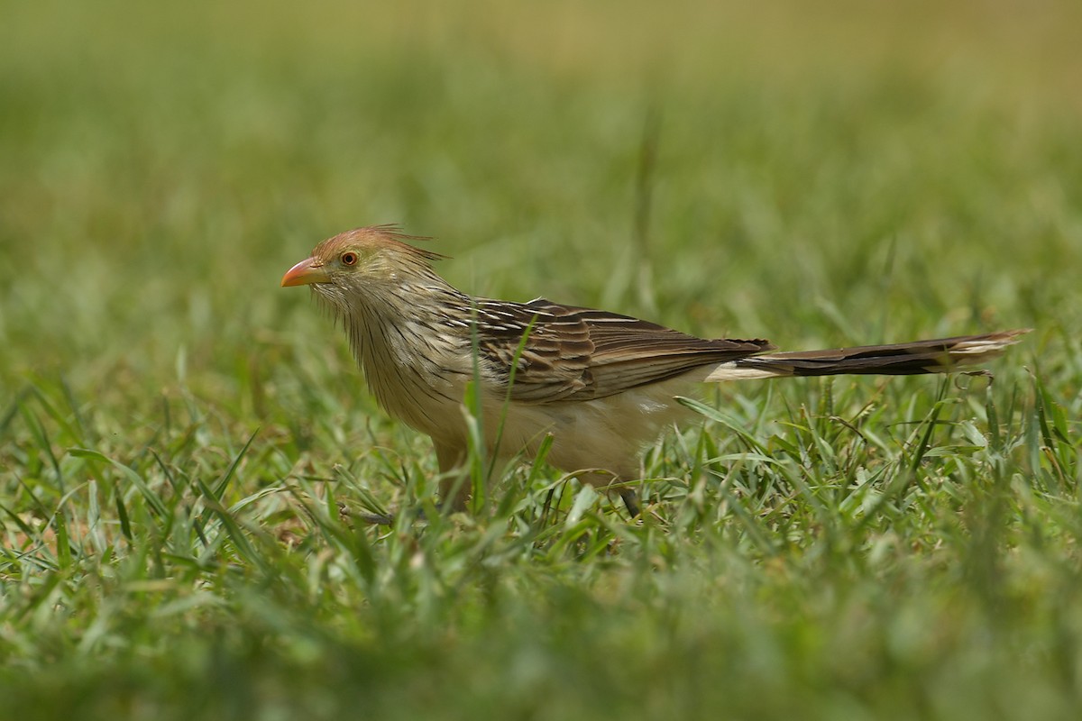 Гуира - ML647813903