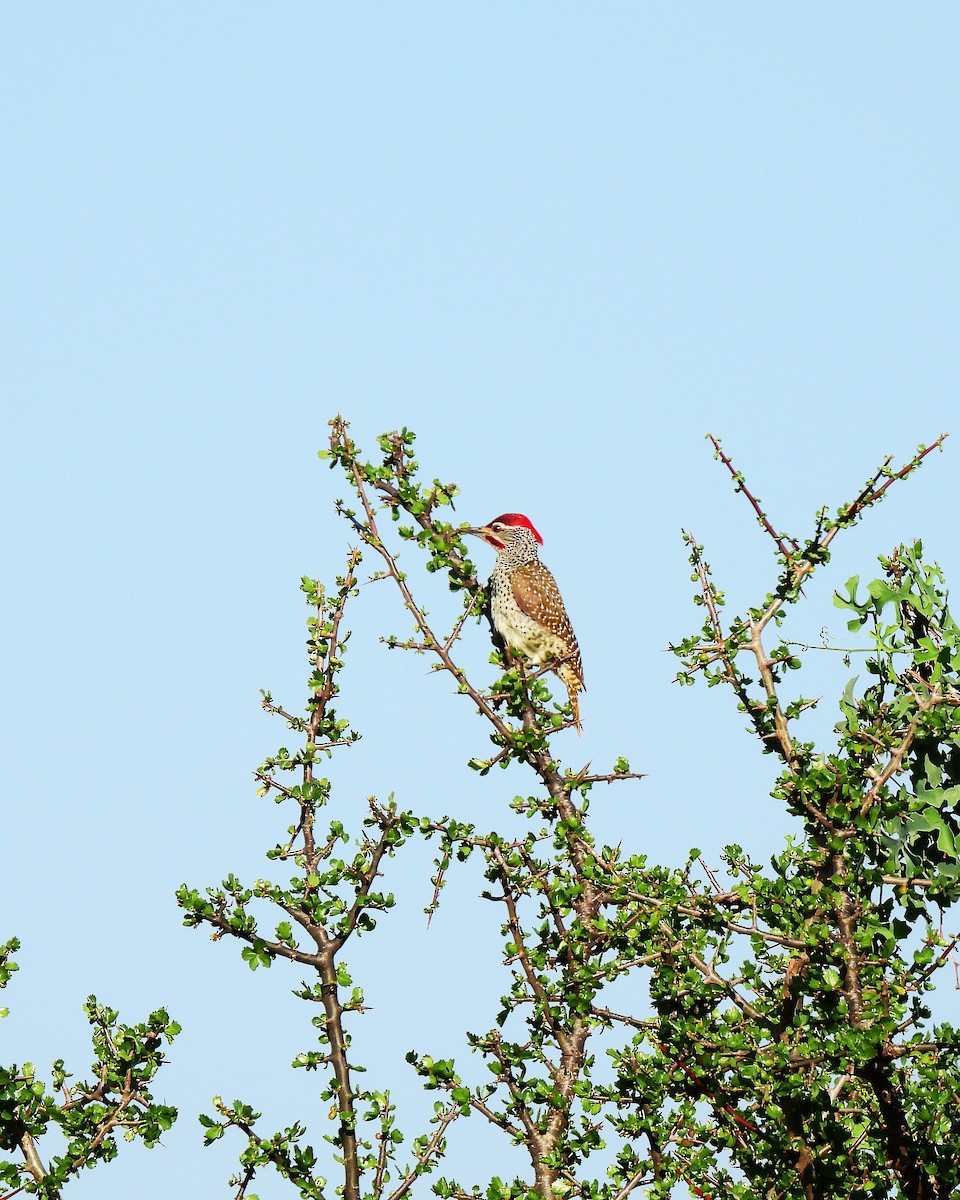 Nubian Woodpecker - ML647813905