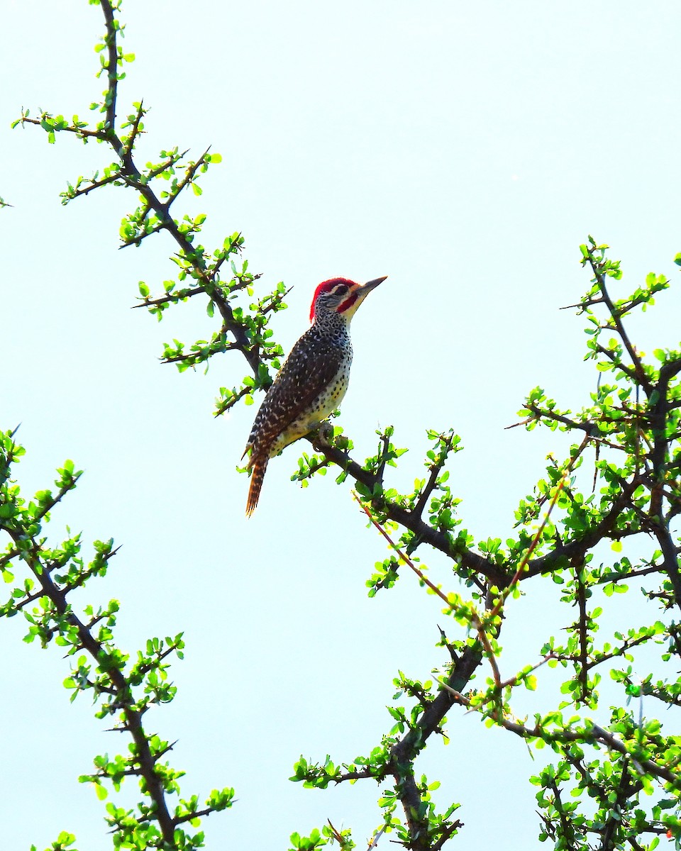 Nubian Woodpecker - ML647813908