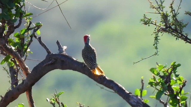 Nubian Woodpecker - ML647813914