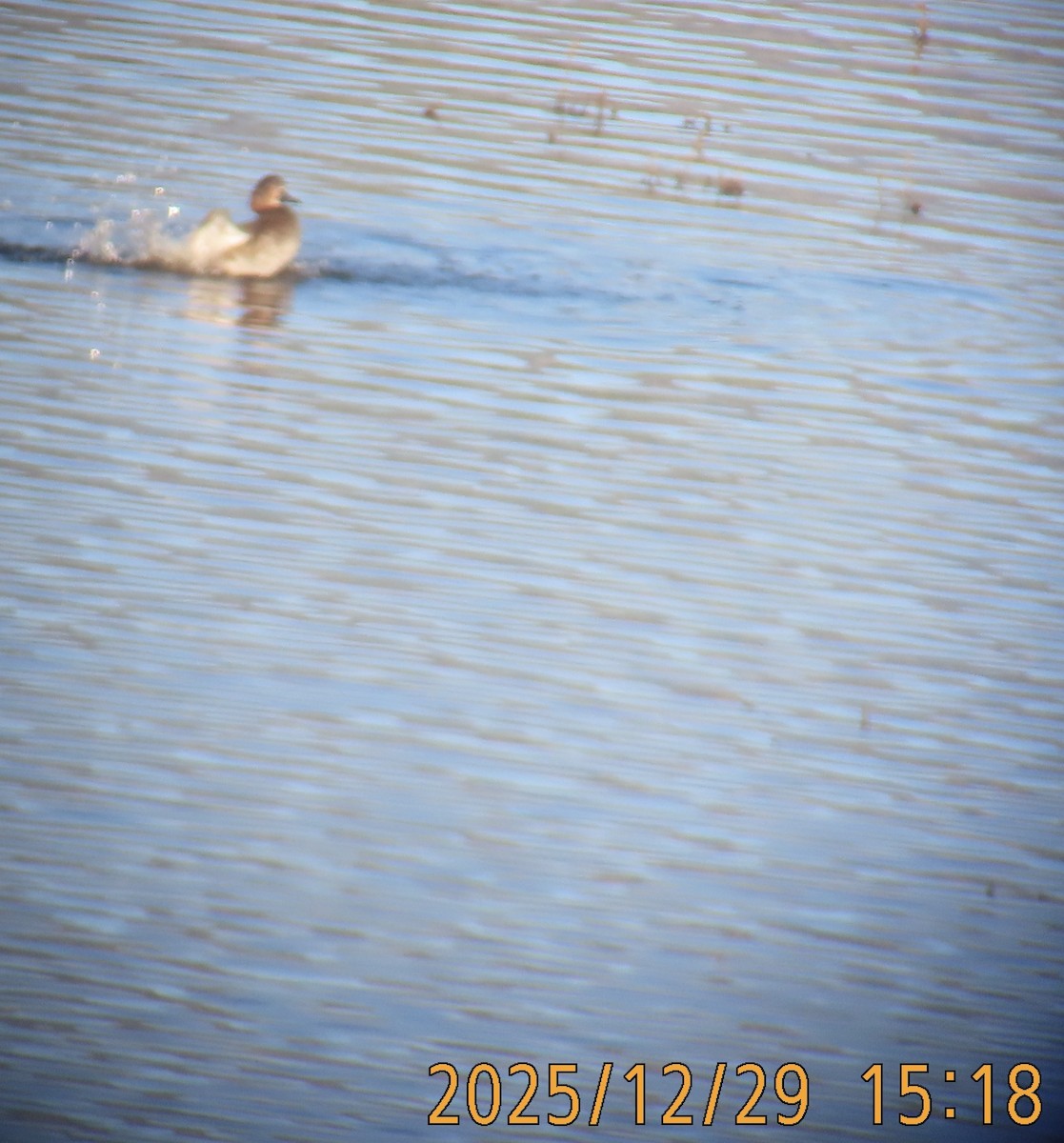 Redhead - ML647813956