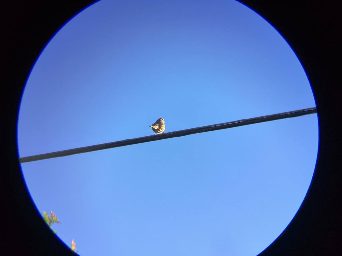 Чечевиця садова - ML647813959