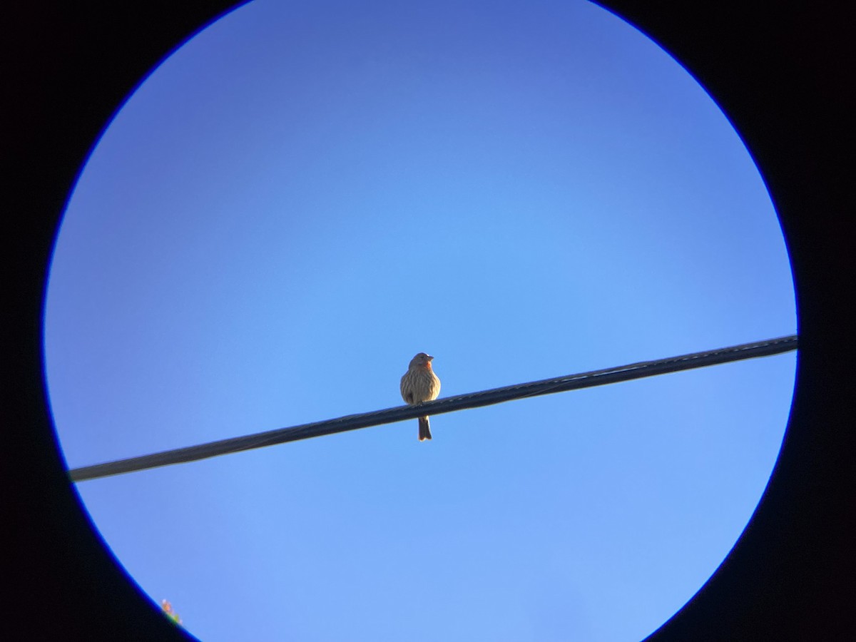 Чечевиця садова - ML647813960