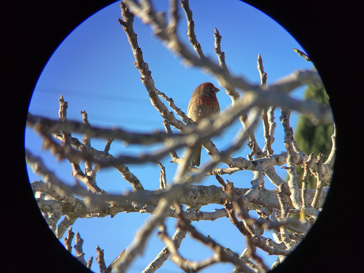 Чечевиця садова - ML647813961