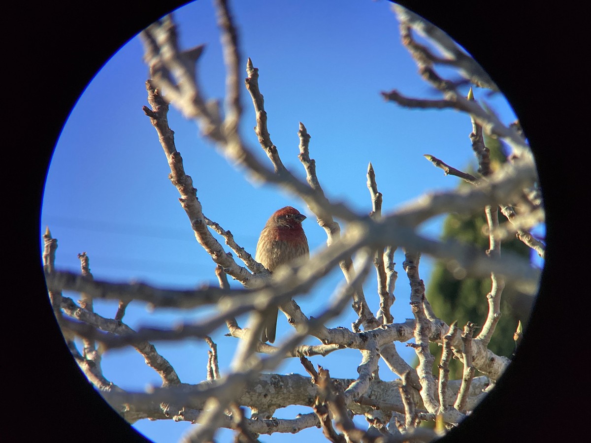 Чечевиця садова - ML647813962