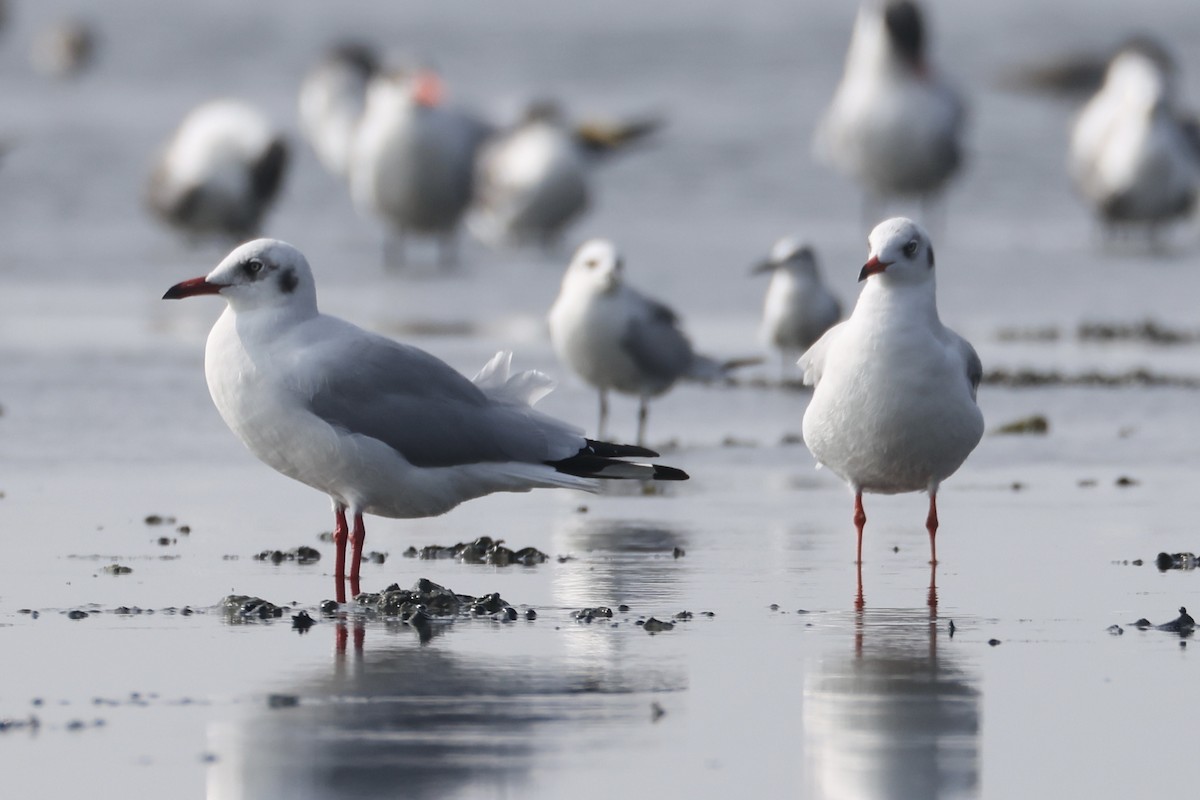 Hint Martısı - ML647813988