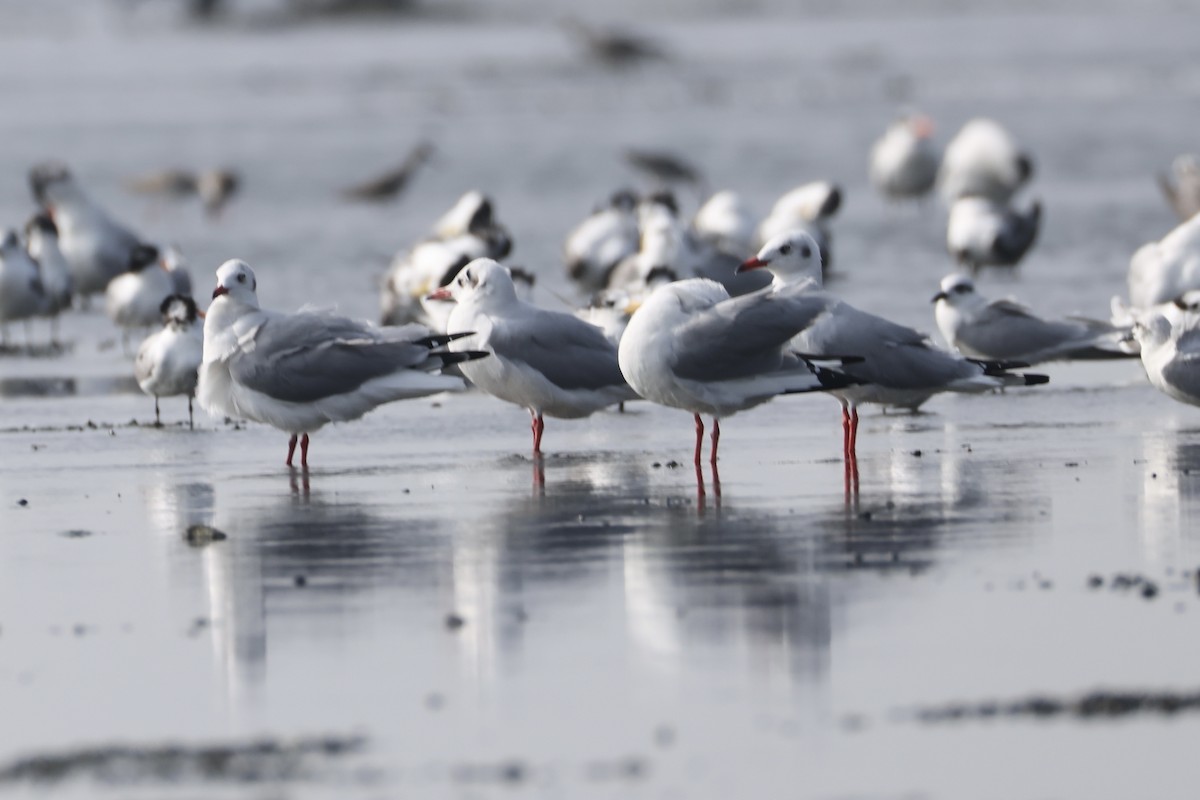 Hint Martısı - ML647813989