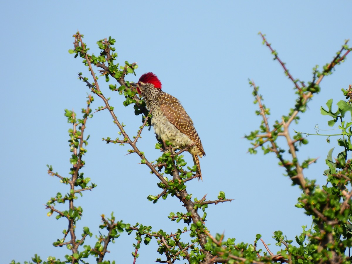 Nubian Woodpecker - ML647814000